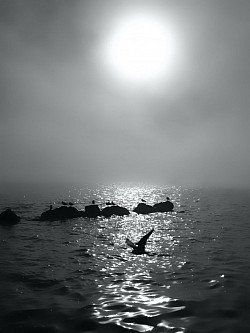 Baignade des chiens