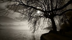 Arbre à l'Impérial