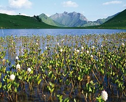 Lac de Roy(1) Praz de Lys